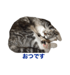 こたろう 入門編（個別スタンプ：1）