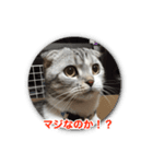 こたろう 入門編（個別スタンプ：4）