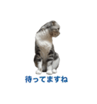 こたろう 入門編（個別スタンプ：7）