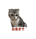こたろう 入門編（個別スタンプ：10）