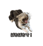 こたろう 入門編（個別スタンプ：13）