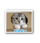 こたろう 入門編（個別スタンプ：15）