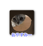 こたろう 入門編（個別スタンプ：16）