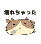 ねこぽ 〜カオトシッポ〜（個別スタンプ：13）