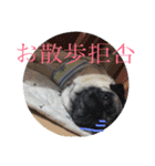 パグのグー（個別スタンプ：3）