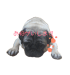 パグのグー（個別スタンプ：6）