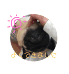 パグのグー（個別スタンプ：12）