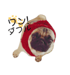 パグのグー（個別スタンプ：14）