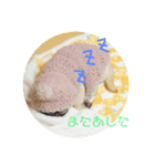 パグのグー（個別スタンプ：21）