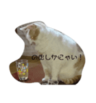 ミル猫（個別スタンプ：4）