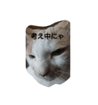 ミル猫（個別スタンプ：8）
