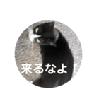 ハチワレのシカオちゃん②（個別スタンプ：2）