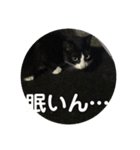 ハチワレのシカオちゃん②（個別スタンプ：4）