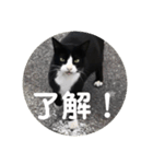 ハチワレのシカオちゃん②（個別スタンプ：5）