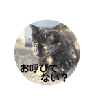 ハチワレのシカオちゃん②（個別スタンプ：7）