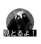ハチワレのシカオちゃん②（個別スタンプ：8）