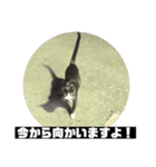 ハチワレのシカオちゃん②（個別スタンプ：10）