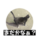 ハチワレのシカオちゃん②（個別スタンプ：11）