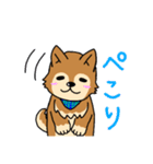 ☆柴犬リクのスタンプ☆（個別スタンプ：15）