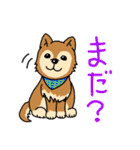 ☆柴犬リクのスタンプ☆（個別スタンプ：34）