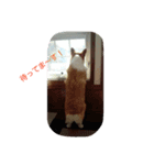 コーギー の こうたろう（個別スタンプ：1）