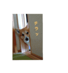 コーギー の こうたろう（個別スタンプ：6）