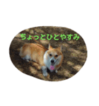 コーギー の こうたろう（個別スタンプ：9）