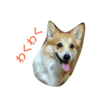 コーギー の こうたろう（個別スタンプ：10）