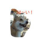 コーギー の こうたろう（個別スタンプ：12）