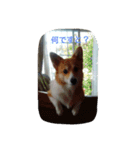 コーギー の こうたろう（個別スタンプ：13）