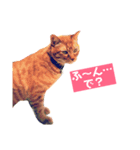 家族の日常withにゃんこ（個別スタンプ：2）