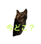 キジトラ猫フクの幸せな日々 part2（個別スタンプ：1）