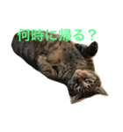 キジトラ猫フクの幸せな日々 part2（個別スタンプ：2）