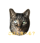 キジトラ猫フクの幸せな日々 part2（個別スタンプ：4）