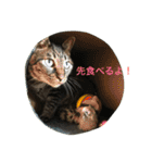 キジトラ猫フクの幸せな日々 part2（個別スタンプ：5）