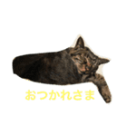 キジトラ猫フクの幸せな日々 part2（個別スタンプ：6）