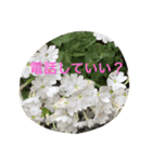 キジトラ猫フクの幸せな日々 part2（個別スタンプ：8）