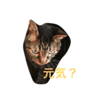 キジトラ猫フクの幸せな日々 part2（個別スタンプ：9）