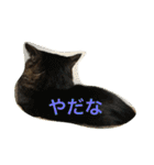 キジトラ猫フクの幸せな日々 part2（個別スタンプ：10）