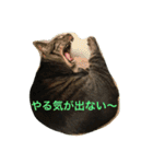 キジトラ猫フクの幸せな日々 part2（個別スタンプ：11）