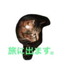 キジトラ猫フクの幸せな日々 part2（個別スタンプ：14）