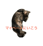 キジトラ猫フクの幸せな日々 part2（個別スタンプ：16）