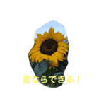 キジトラ猫フクの幸せな日々 part2（個別スタンプ：19）