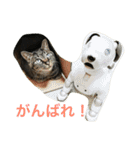 キジトラ猫フクの幸せな日々 part2（個別スタンプ：21）