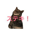 キジトラ猫フクの幸せな日々 part2（個別スタンプ：22）