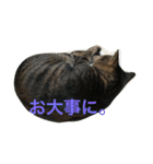 キジトラ猫フクの幸せな日々 part2（個別スタンプ：23）