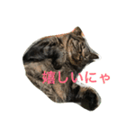 キジトラ猫フクの幸せな日々 part2（個別スタンプ：24）
