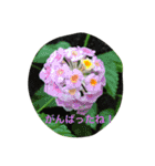 キジトラ猫フクの幸せな日々 part2（個別スタンプ：31）