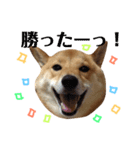 柴犬なな 野球応援（個別スタンプ：1）