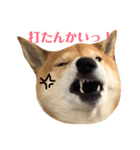 柴犬なな 野球応援（個別スタンプ：2）